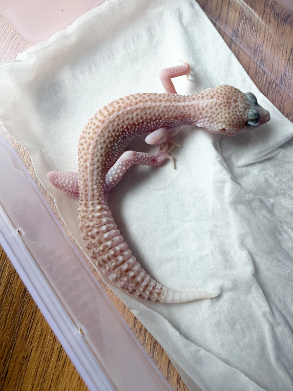 B261207 Gecko Pied Super RAPTOR jantan