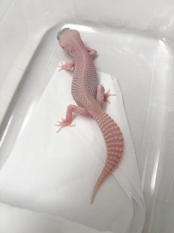 B261300 Gecko Super Ember betina