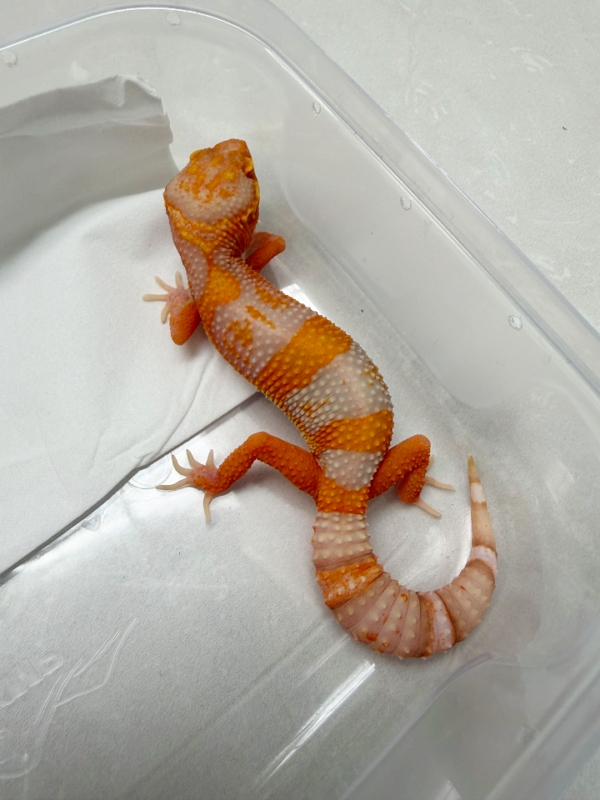 B261305 Gecko Bell Lavender mewah
