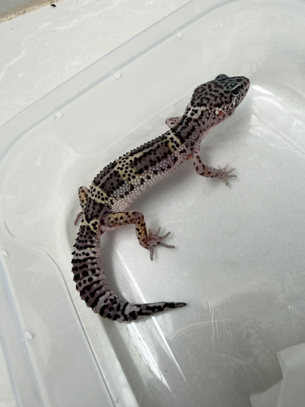 B261306 Gecko Mack Snow Black Night betina