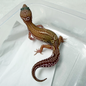 B261308 Gecko Snow Chocolate het DB ex solid