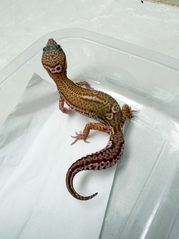 B261308 Gecko Snow Chocolate het DB ex solid