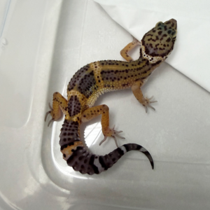 B261316 Gecko Tangerine Black Night betina B261316 Gecko Tangerine Black Night betina