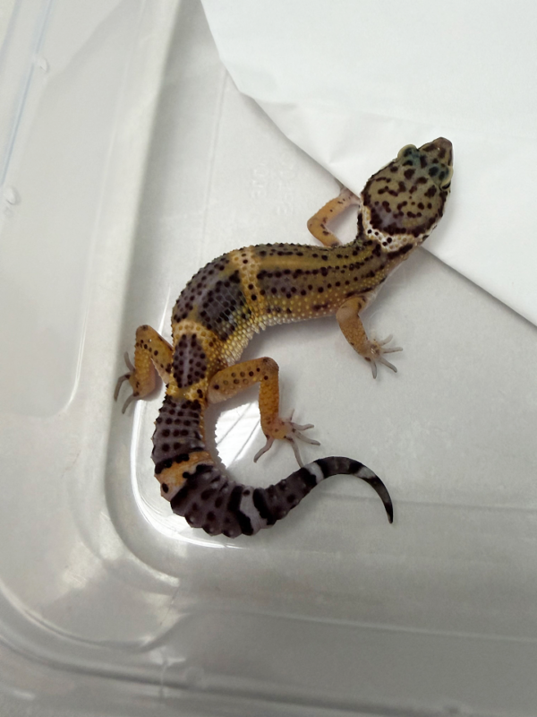B261316 Gecko Tangerine Black Night betina