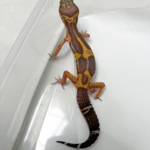 B261318 Gecko Chocolate betina B261318 Gecko Chocolate betina