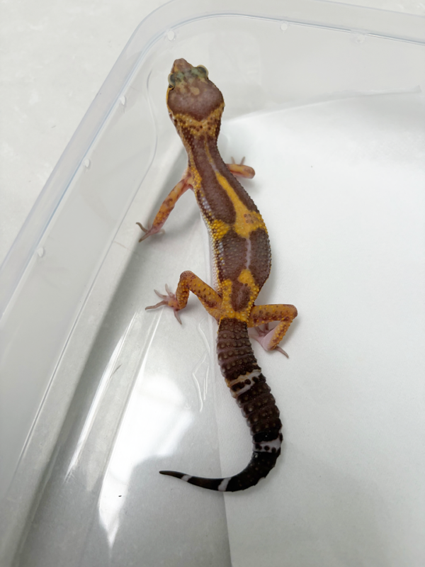 B261318 Gecko Chocolate betina