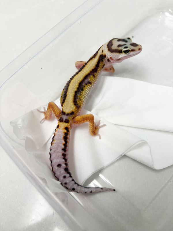 B261319 Gecko White & Yellow Bold Stripe betina