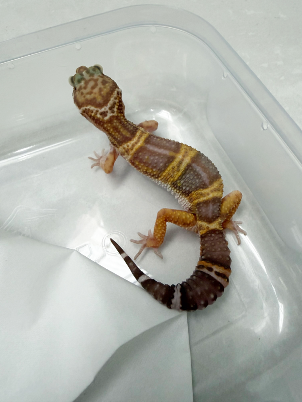 B261321 Gecko Chocolate ph MP betina