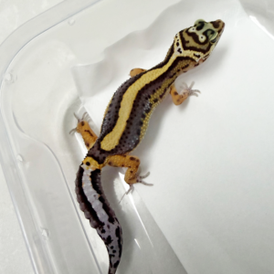 B261334 Gecko Bold Stripe ph Tremper betina