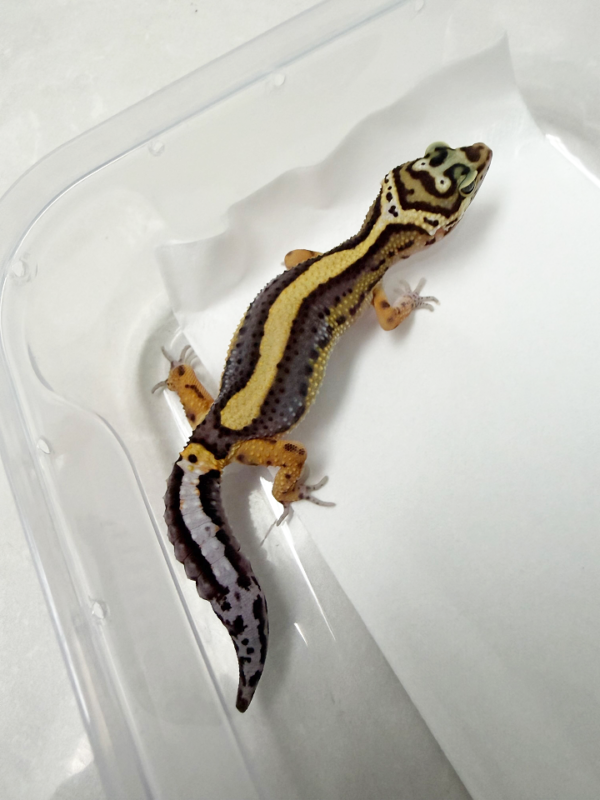 B261334 Gecko Bold Stripe ph Tremper betina