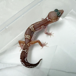 B261337 Gecko Snow Chocolate betina