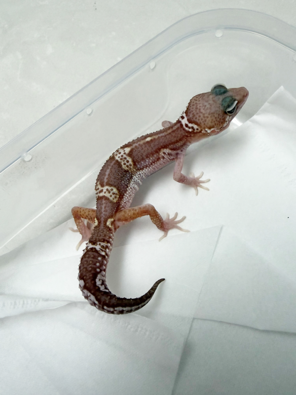 B261337 Gecko Snow Chocolate betina