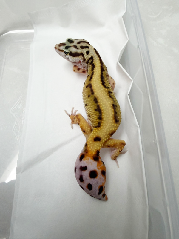 B261342 Gecko Tangerine Stripe betina minus