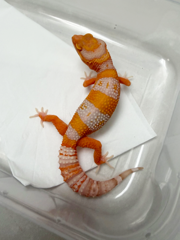 B261349 Gecko Bell Lavender betina
