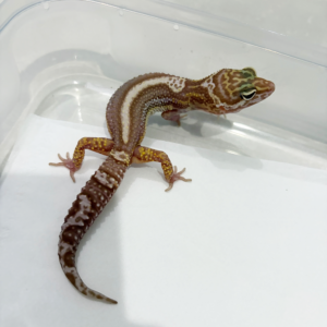 B261351 Gecko Snow Chocolate Stripe betina B261351 Gecko Snow Chocolate Stripe betina