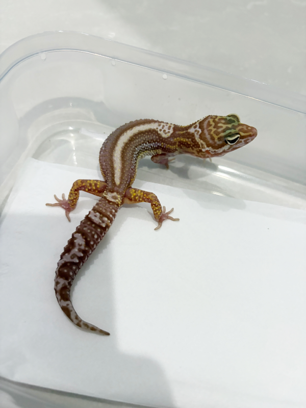 B261351 Gecko Snow Chocolate Stripe betina