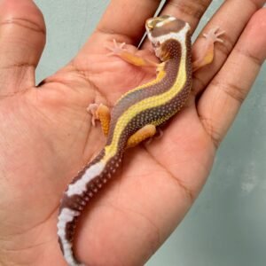 Tremper Bold Stripe - Jantan - R260092 - TEMBUS