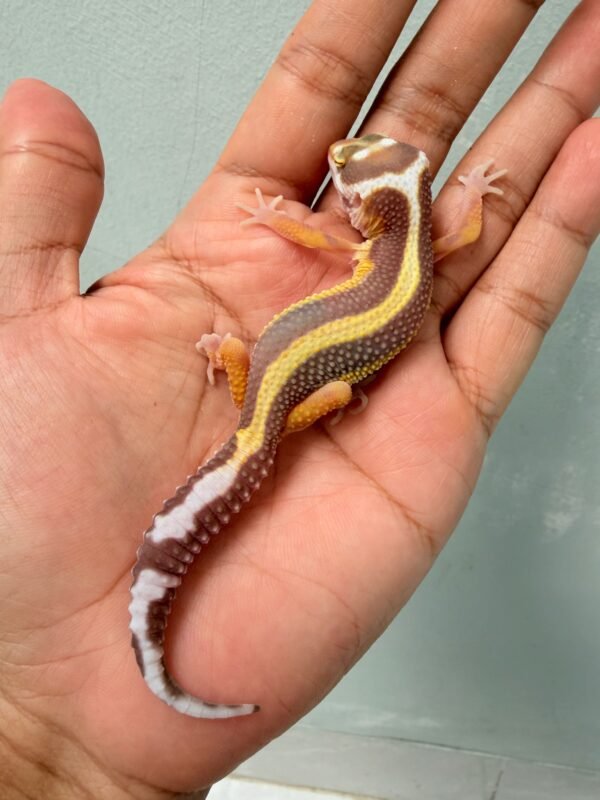 Tremper Bold Stripe - Jantan - R260092 - TEMBUS