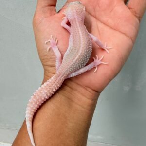 Panda Albino - Jantan - B261208 - SUPER RARE