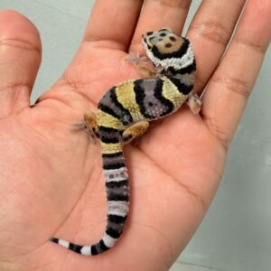 Bold Banded Afghan Cross - Jantan - R260122 - BAHAN KONTES