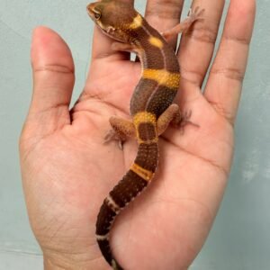 Tangerine Chocolate - Jantan - R250954