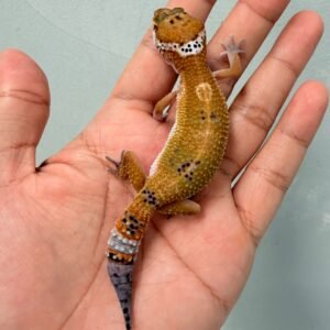 Hypo Tangerine Angramainyu Cross - Jantan - R260031 - SUPER RARE