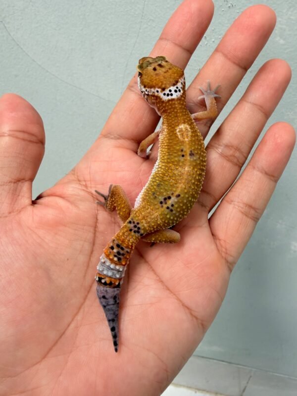 Hypo Tangerine Angramainyu Cross - Jantan - R260031 - SUPER RARE