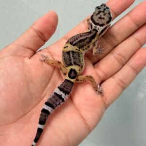 Black Night het Tremper - Betina - B261209