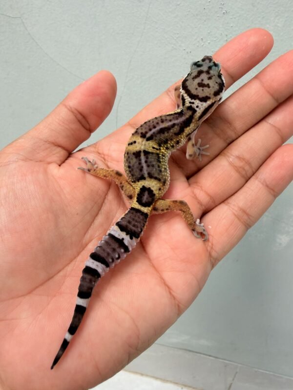 Black Night het Tremper - Betina - B261209