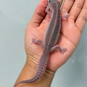 Black Night Super Platinum - Betina - B260123 - CONTEST QUALITY