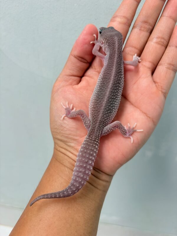 Black Night Super Platinum - Betina - B260123 - CONTEST QUALITY