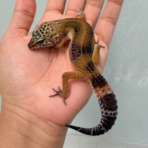 Tangerine Black Night ph Tremper - Betina - B261210