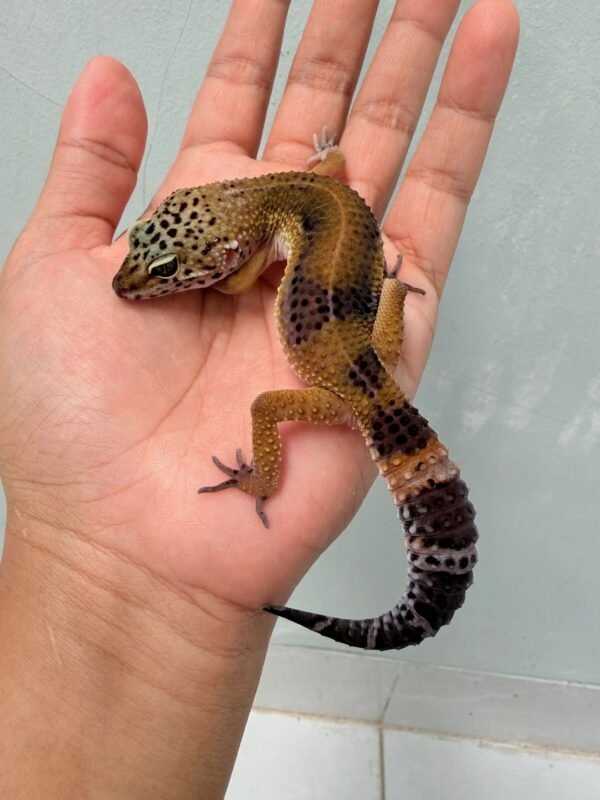 Tangerine Black Night ph Tremper - Betina - B261210