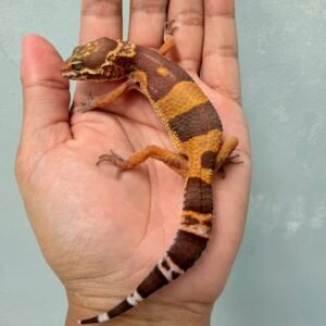 Tangerine Chocolate - Betina - B261212