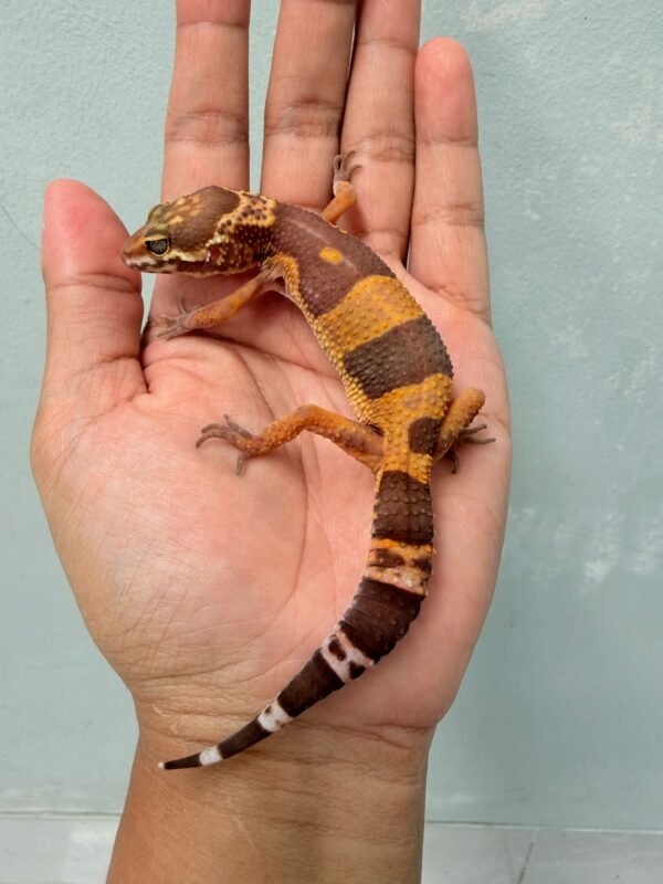 Tangerine Chocolate - Betina - B261212