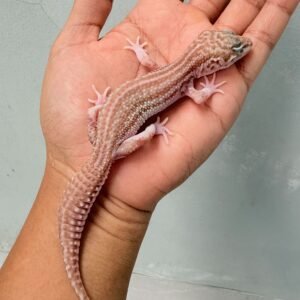 Black Night Super Snow Tremper - Betina - B261213