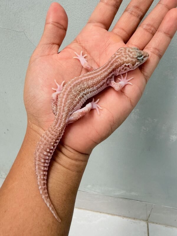 Black Night Super Snow Tremper - Betina - B261213