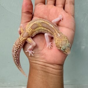 Black Night Mack Snow RAPTOR - Betina - B261214 - BAHAN PANDA