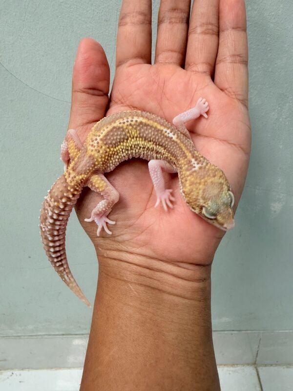 Black Night Mack Snow RAPTOR - Betina - B261214 - BAHAN PANDA