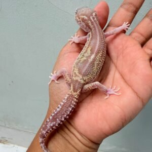 Black Night Ulet Bambu Albino - Betina - B261215 - RARE