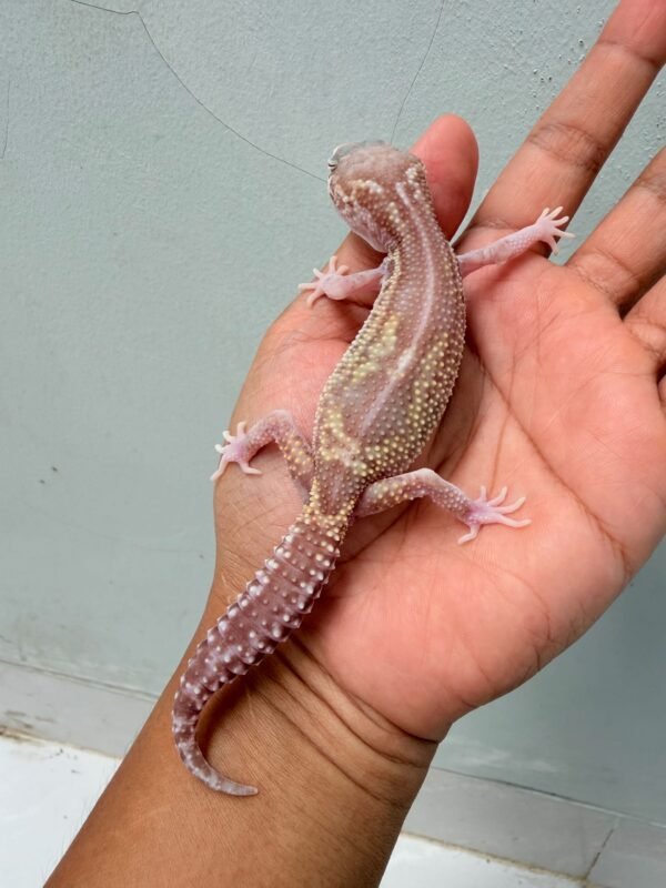 Black Night Ulet Bambu Albino - Betina - B261215 - RARE