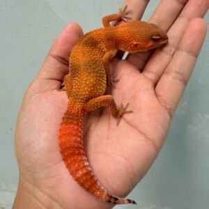 SHTCTB Tomato het Tremper - Betina - B261216