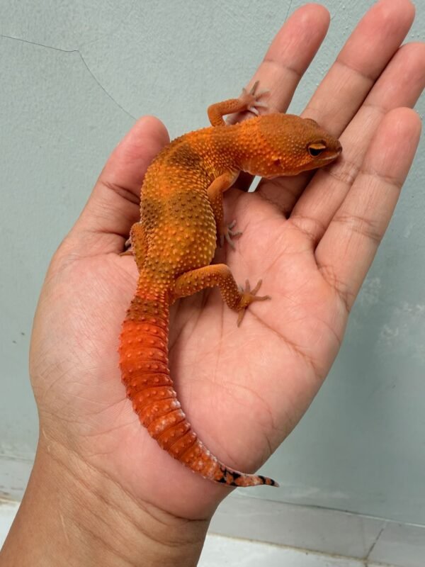 SHTCTB Tomato het Tremper - Betina - B261216