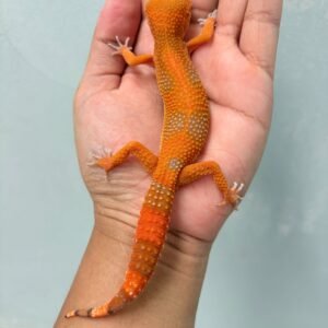 Sunspot - Betina - B261217 - BAHAN KONTES