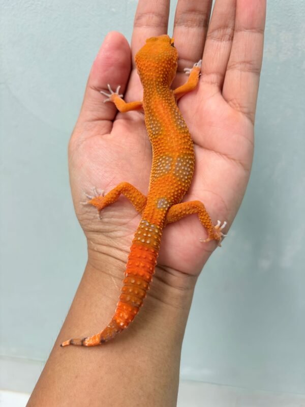 Sunspot - Betina - B261217 - BAHAN KONTES