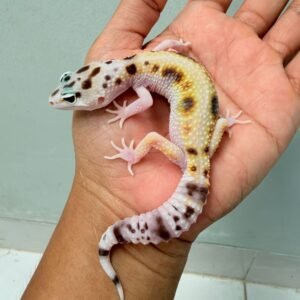White & Yellow het Tremper - Betina - B261218 - CONTEST QUALITY