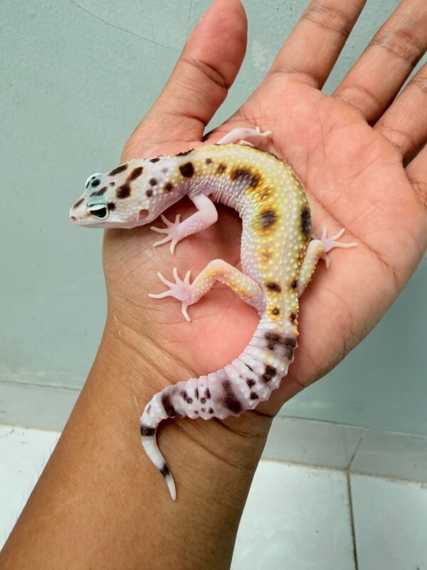White & Yellow het Tremper - Betina - B261218 - CONTEST QUALITY