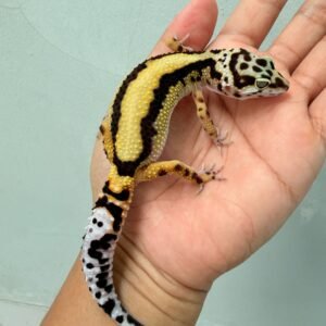 Bold Stripe ph Tremper - Betina - B261219 - CONTEST QUALITY