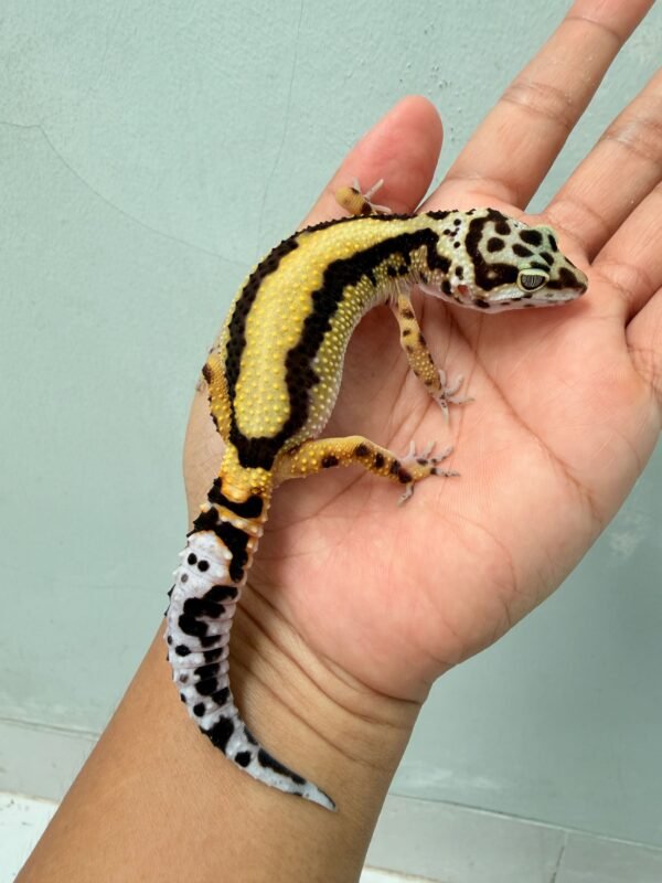 Bold Stripe ph Tremper - Betina - B261219 - CONTEST QUALITY