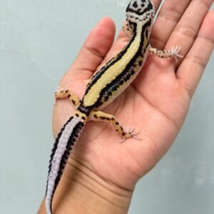 Bold Stripe ph Tremper - Betina - B261220 - BAHAN KONTES